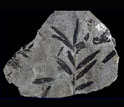 Photo of ancient fossil leaves.