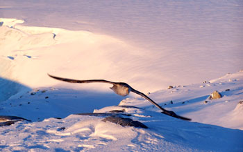 A giant petrel in flight