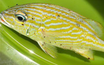 Photo of a Caribbean fish known as the French grunt that is infested with gnathiids.