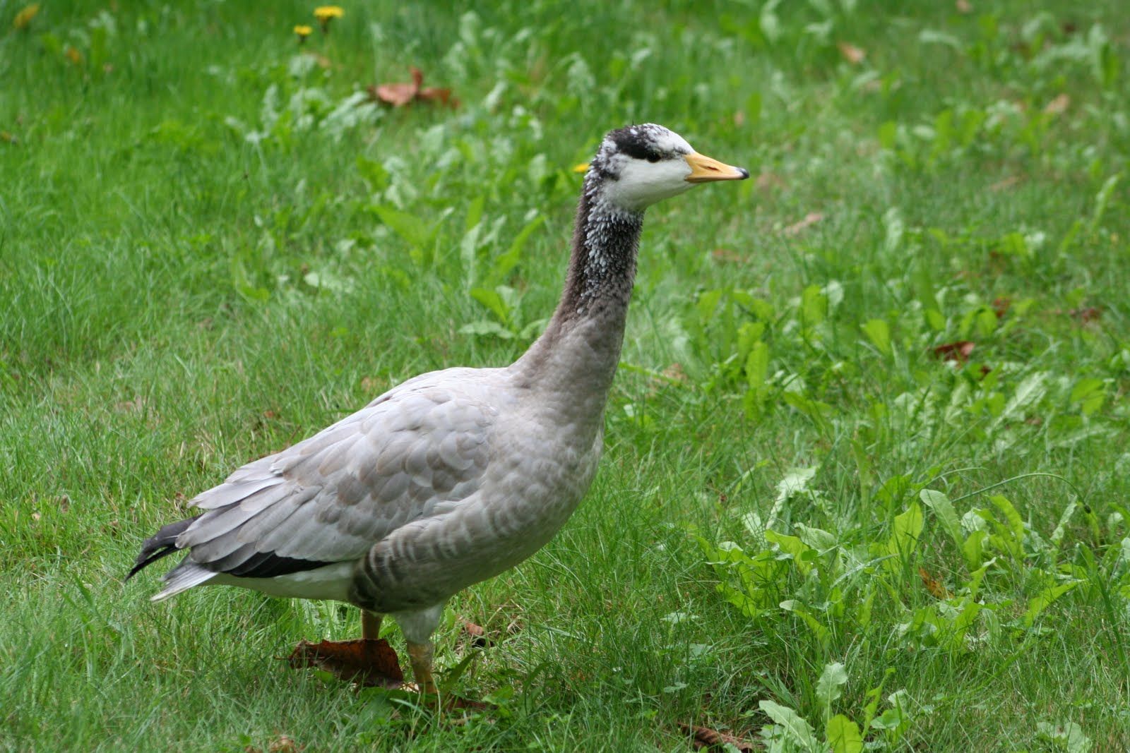 Bar-headed geese are named for two stripes appearing across the head of adult birds.