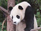 Photo of a giant panda.