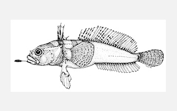 Drawing of Antarctic gravelbeard plunderfish