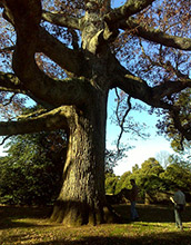 Photo of two men inspecting an ancient oak in a cemetery in London