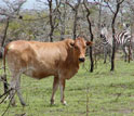 Photo of a cow and zebras in the African rangelands.