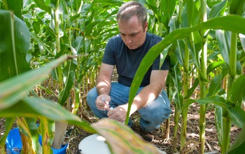 Researcher AJ Ozanich collects greenhouse gas samples in a Kellogg Biological Station corn field.