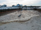 Photo of oil washed up along a Gulf coast beach with a heron in the foreground.