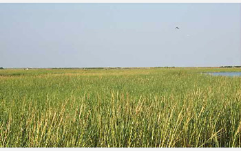 Photo of a Louisiana salt marsh.
