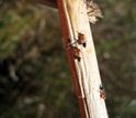 Photo of ants on a stem of marsh grass.