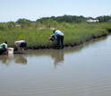 Photo of salt marsh samples being collected before the oil arrived.