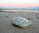 Photo of an oyster on a beach.