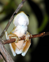 Tree frog, Guyana
