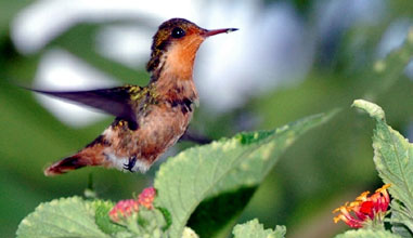 Tufted coquette, Guyana