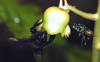 Euglossine bees, Guyana