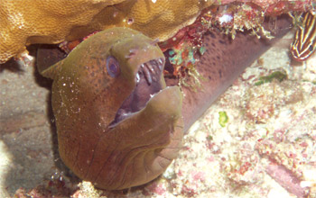A moral eel in a coral reef