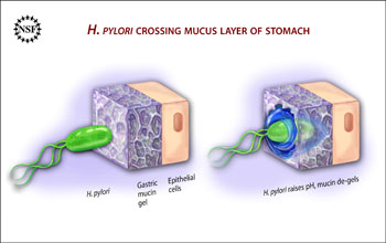 Illustration shows <em>H. pylori</em> liquefying stomach mucin to cross over to the epithelial cells