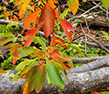 A photo of Sassafras leaves growing between branches.