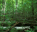 Photo of trees in the Harvast Forest nine years after the expriement started.