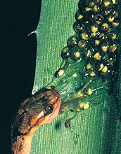 snake attacking frog eggs