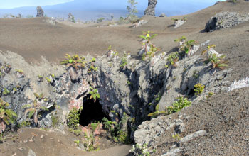 A lava forest of impressive lava tree moulds, skylights and old lava tubes