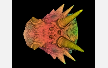 A 3D color head scan of a Texas horned lizard