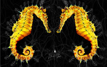 Poster of Hippocampal Neurons with seahorse like shapes