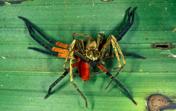 Male and female spider <em>Olios sp.</em> (<em>Sparassidae</em>)