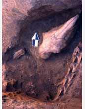 Photo of a horse head and neck sacrifice in a pit outside an ancient house in northern Kazakhstan.