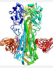 Illustration of the flu virus and its antibodies.
