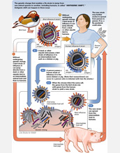 Illustration showing how a flu virus transforms and spreads.