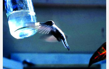 A rufous-breasted hermit hummingbird (<em>Gluacis hirsute</em>) feeds at a sugar water bottle
