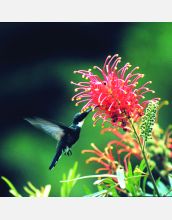 A white throated hummingbird feeds on the nectar of a bromelia flower in Brazil