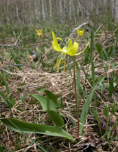 Photo of glacier lilies in flower.