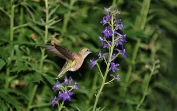 Photo of a female broad-tailed hummingbird visiting purple larkspur flowers.