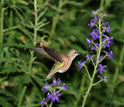 Photo of a female broad-tailed hummingbird visiting purple larkspur flowers.