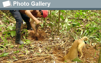 Photo of a hunter enlarging a burrow and his dog at other burrow end and the words Photo Gallery.