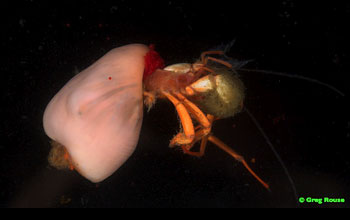 a crab that uses an anemone as a shell.
