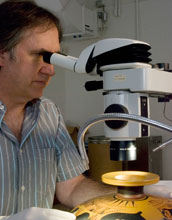 Photo of Jeffrey Maish examining an Attic black-figure kylix under a binocular stereo-microscope.