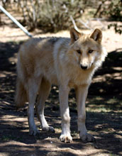 An almost full-grown wolf pup at the California Wolf Center, as seen by HPWREN