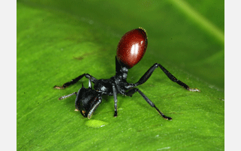Tropical ant takes on a berry-like appearance when infected with nematode