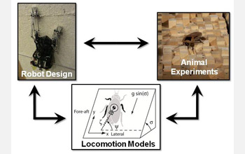 Photos of cockroach and robot showing how they are used to refine robotic design.