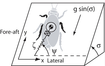 Illustration showing cockroach as point mass and forces on cockroach legs modeled as linear spring.