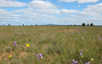 Photo of Kinypanial grassland in Australia.