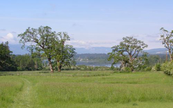 Photo of the plants of Cowichan in British Columbia, Canada.