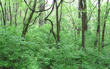 Amur honeysuckle at Cliff Cave County Park in Missouri.