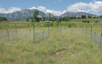 Photo of the Nutrient Network site in Boulder, Colorado.