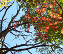 Photo of fall leaves at the Susquehanna Shale Hills Observatory.