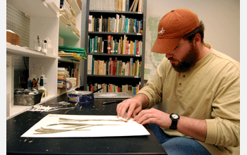 Jake Washington, undergrad at BHSU mounts Herbarium specimens.