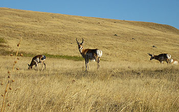 American pronghorn males begin to tolerate each other.