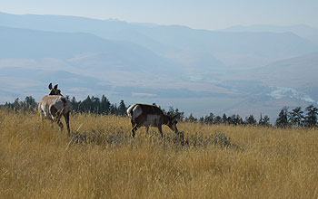 American pronghorn females feed voraciously to regain energy.