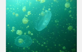 Photo of jellyfish gathering in a marine lake in Palau in the Pacific.